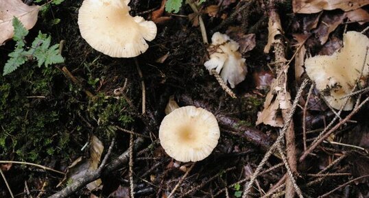 Clitocybe diatreta