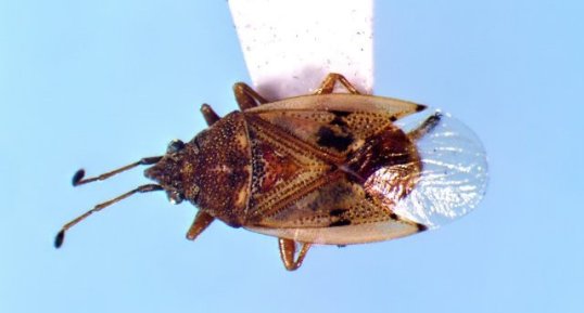 Kleidocerys ovalis