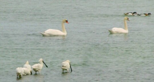 Spatules, cygnes tuberculés et tadornes de Belon