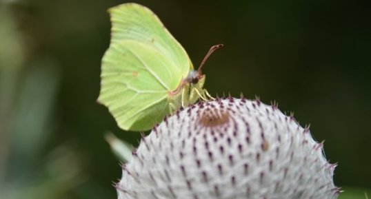 Gonepterix rhamni (Le citron), une femelle !