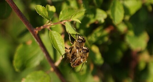 Eristale sp. in copula