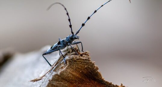 Rosalie des Alpes / Rosalia alpina