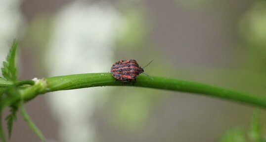 Graphosoma italicum