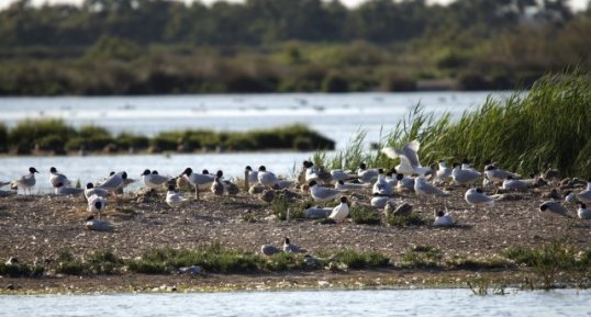 Matrenité à mouettes mélanocéphales