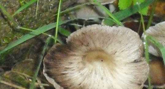 Champignons