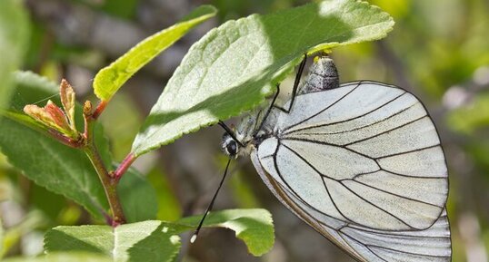 Aporia crataegi