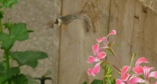 Moro sphinx colibri