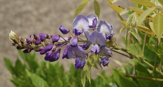 Glycine