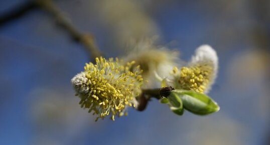 Fleur de Saule blanc