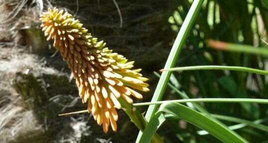 Kniphofia luna