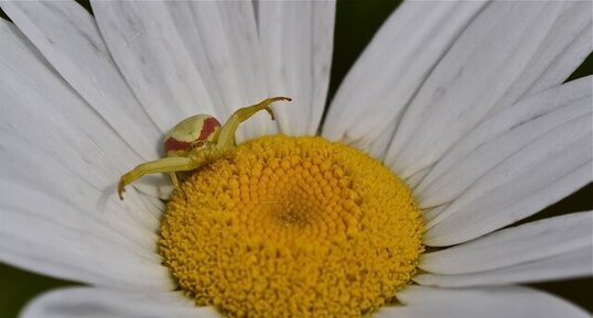 La Misumène cagneuse (4)