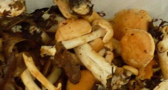 Champignons "pieds de mouton"