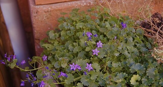 Et du violet aussi...