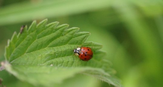 Harmonia axyridis