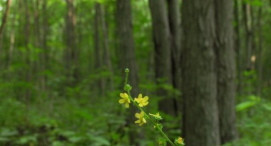 Agromonia gryposepala-épi floral