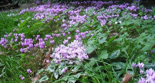 Cyclamens