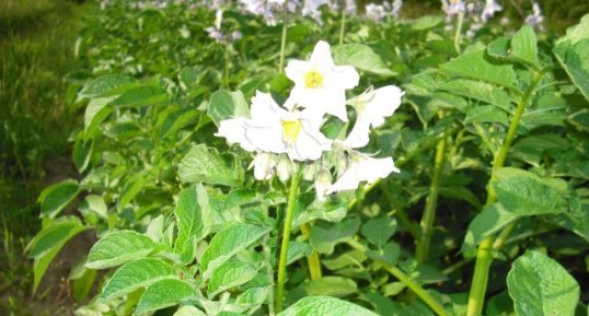 Fleurs de pommes de terre