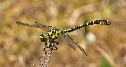 Gomphe à pinces septentrional Onychogomphus forcipatus