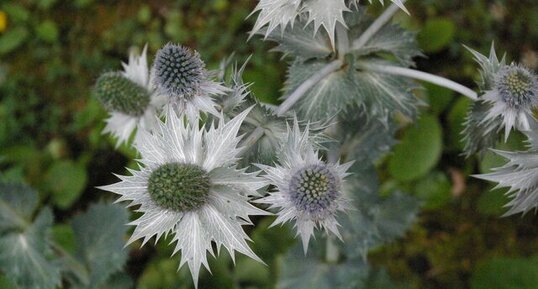 Eryngium giganteum