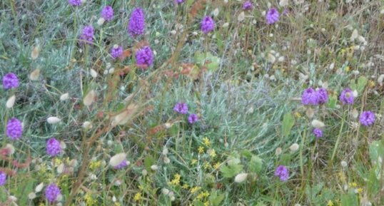 Flore de la dune