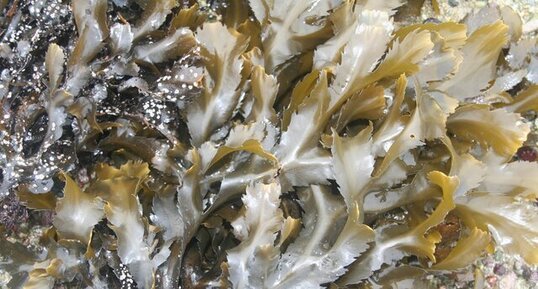 Fucus dentelé (Fucus serratus)