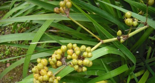 Libertia chilensis F. juan