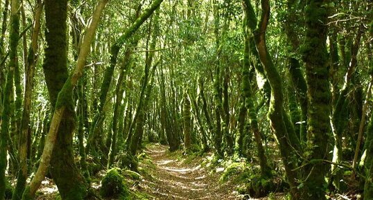 Bois du Névet (Locronan)