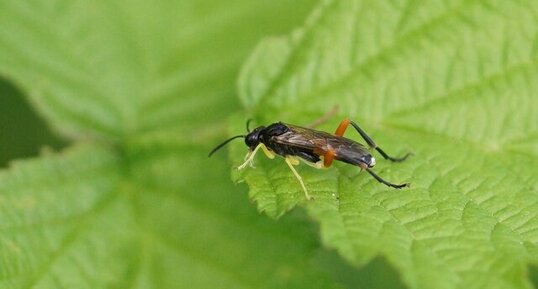 Macrophya rufipes - sous réserve