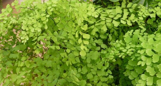 Adiantum