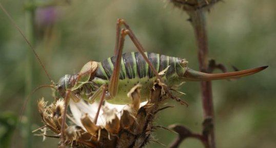 Ephippiger ephippiger - femelle