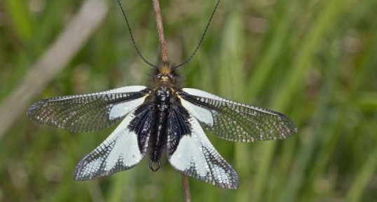 Libelloides coccajus f leucelius - L'ascalaphe soufré