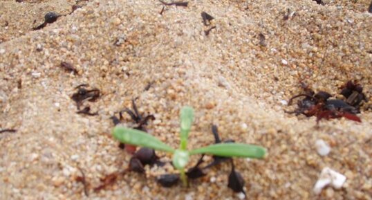 Petite plante de dunes ?