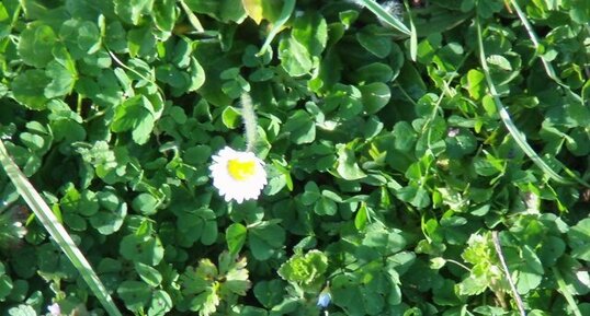 Paquerette (Bellis perennis)