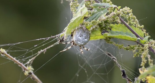 Araneus quadratus femelle - sous réserve