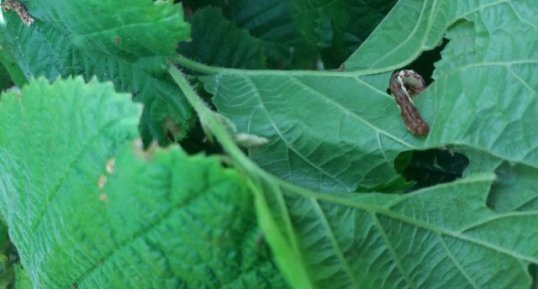 Noctuelle potagère, Lacanobia oleracea