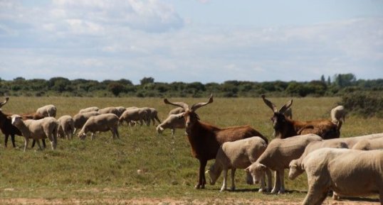 Moutons de la Crau et Chèvre du Rove