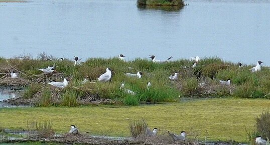 Mouettes mélanocéphales et sternes