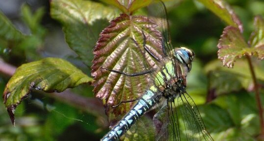 Brachytron pratense