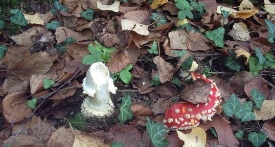 Amanita muscaria