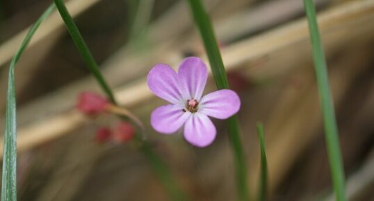 Fleur de géranium mou