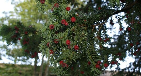 Fruit de If commun _ Taxus baccata