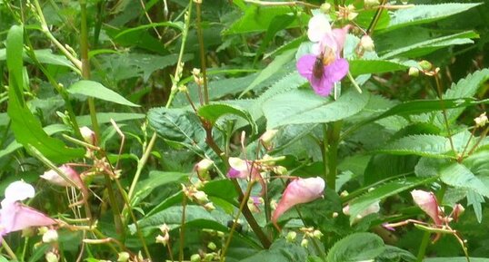 Balsamine de l'Himalaya