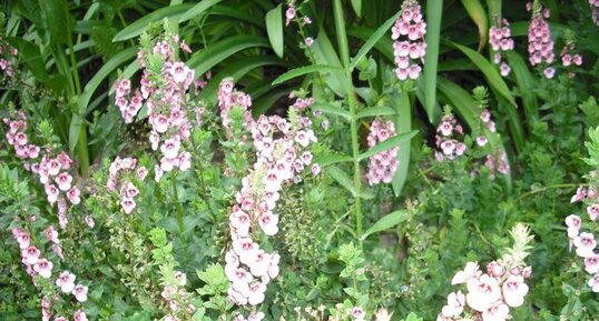 Diascia