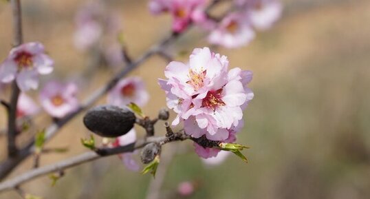 Fleur et fruit d'amandier