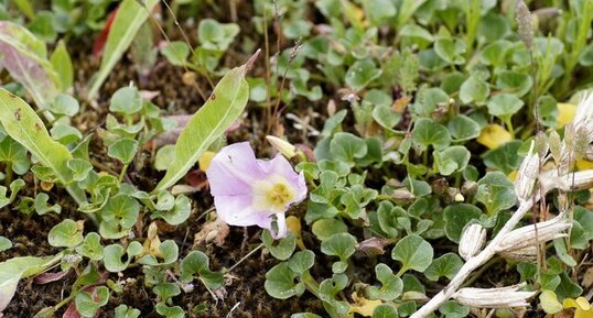 Liseron des sables - Calystegia soldanella