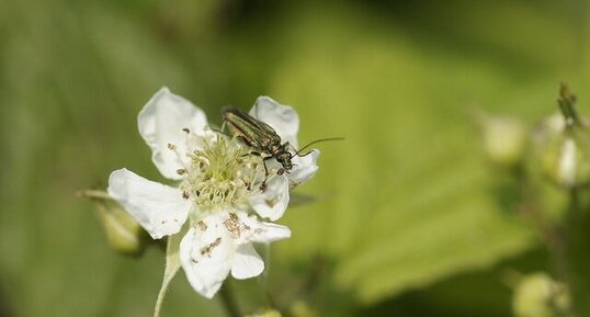 Oedemère sp.