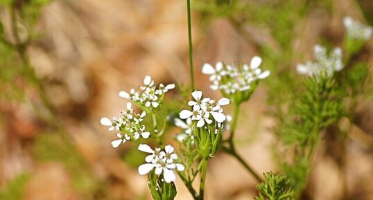 Fleur de peigne de Vénus