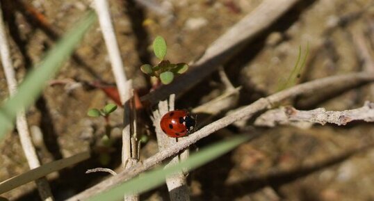 Coccinelle à 7 points