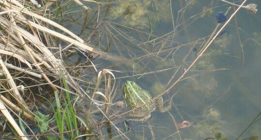 Grenouille verte