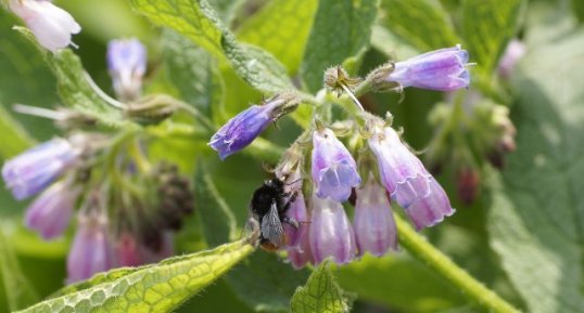 Bombus sp sur une consoude officinale